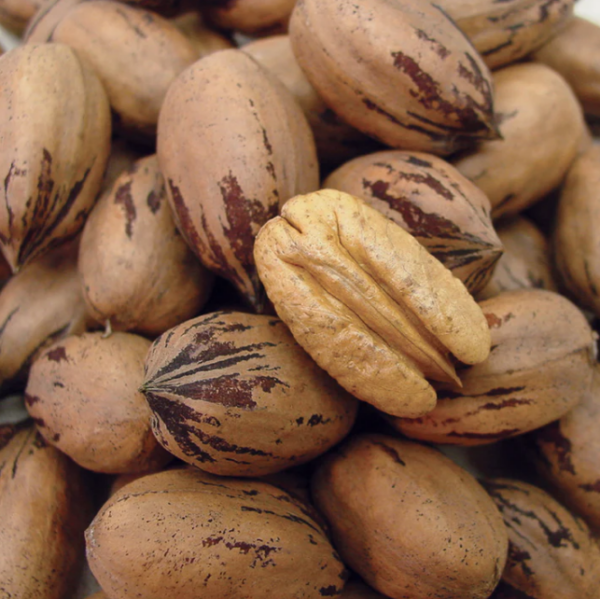 Pecans The Great San Saba River Pecan Company
